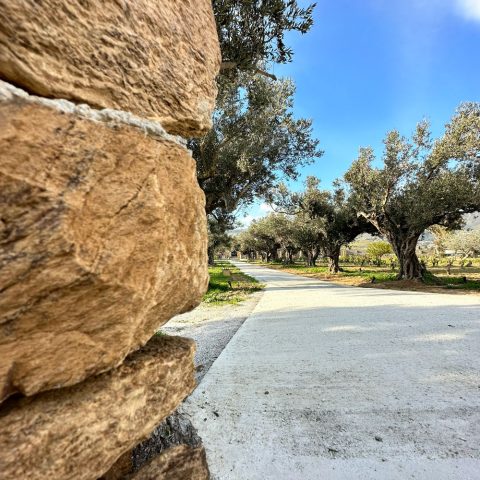 Olivegrove01 Rjj1zum2kqqh7ofytn93debb5n93naqn5cpef730zk