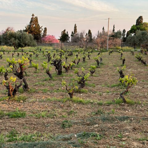 Vineyard01 Rjj1zvjwrkrrjaelo5npxw2rr14guzudhhcvwh1mtc